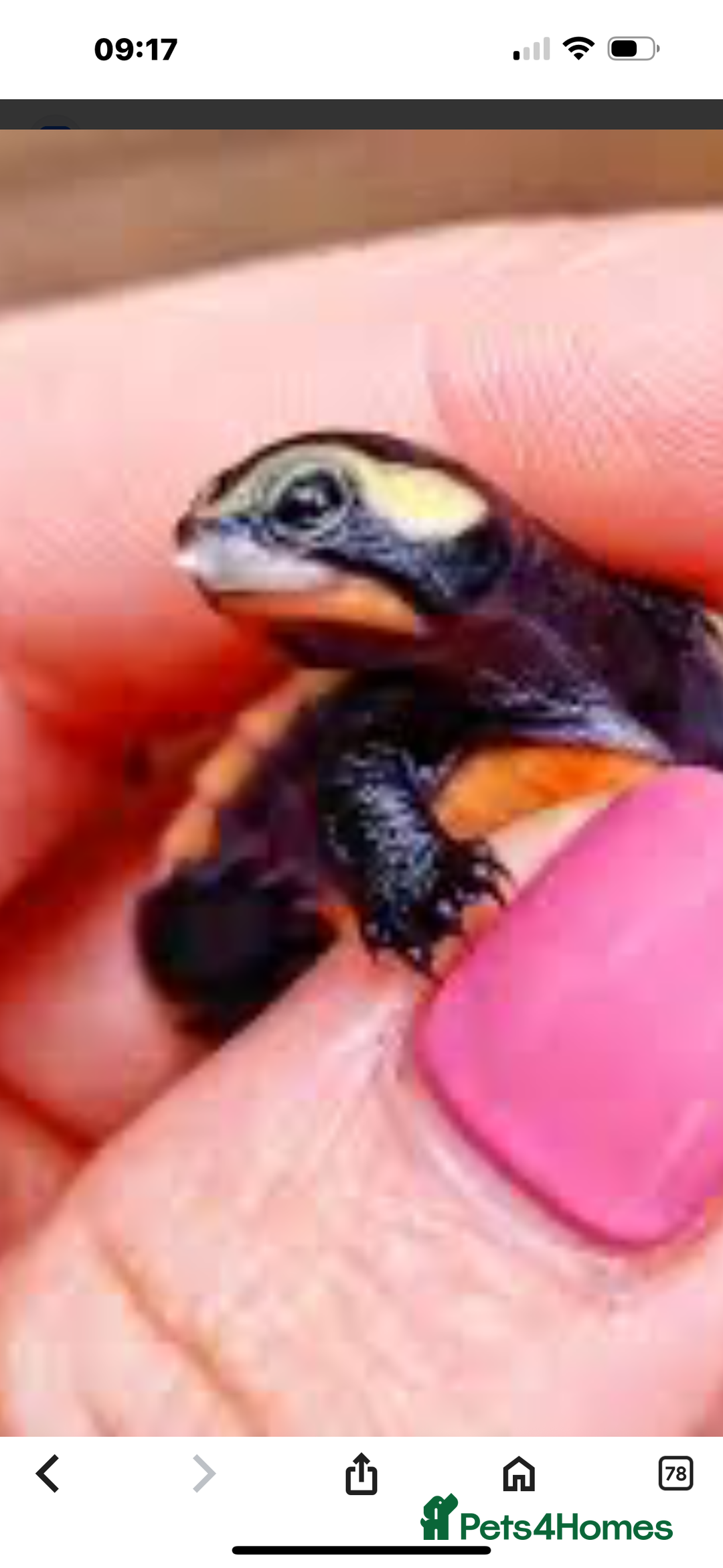 Turtle reptiles for sale: Baby pink bellied side neck turtle - Image 2