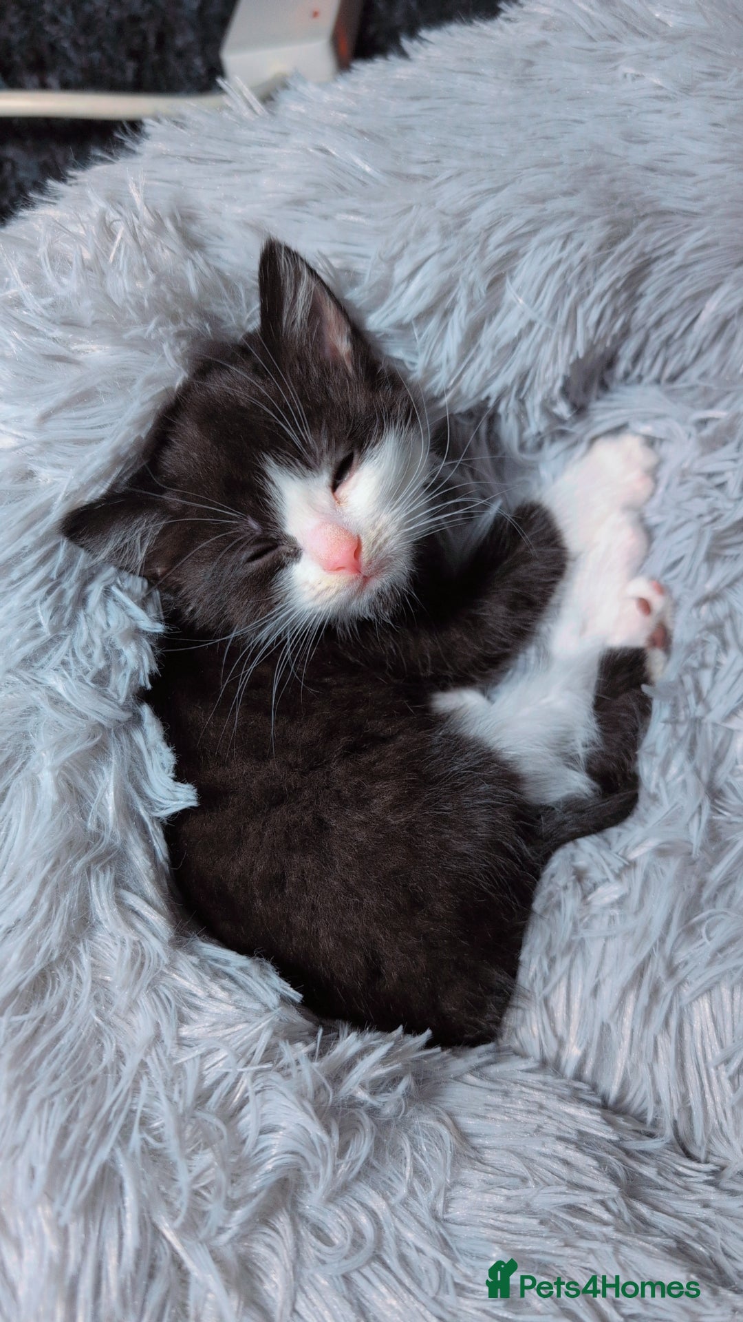 British Longhair cats for sale: Female  - Advert 1