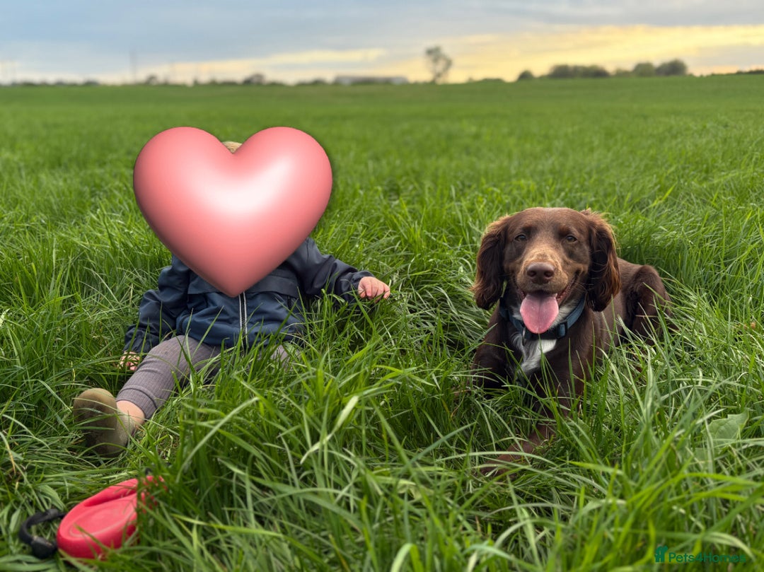 Springador dogs for sale: 2 year old Springador - Image 4