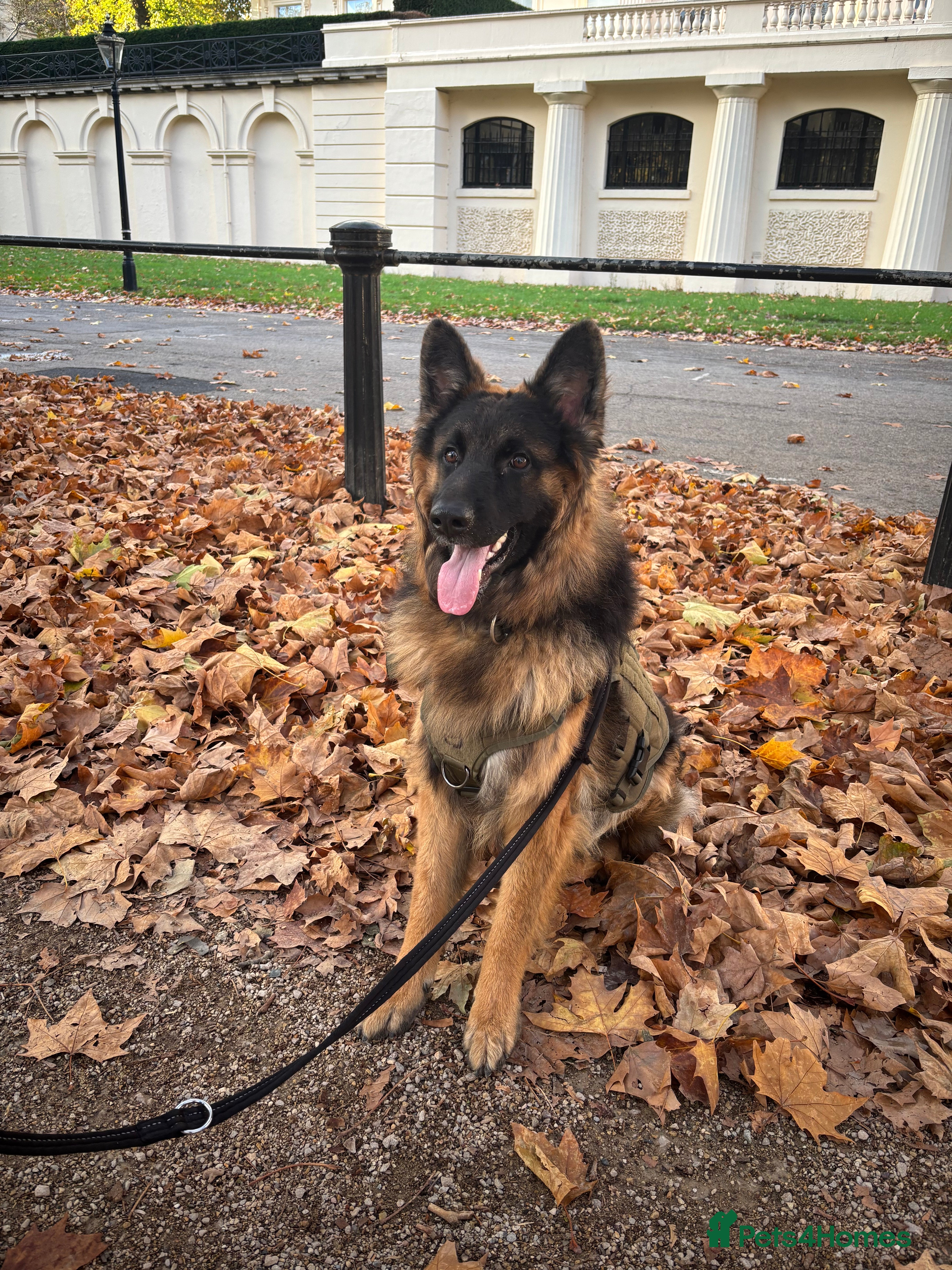 German Shepherd dogs (£850) Rehoming 1 Year Old Male German Shepherd - Advert 15