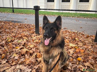 German Shepherd dogs (£850) Rehoming 1 Year Old Male German Shepherd - Advert 4