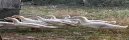 Ducks poultry for sale: Female Aylesbury and Runner Ducks - Advert 6