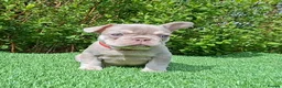 French Bulldog dogs for sale: Gorgeous French Bulldog Puppies  - Advert 34