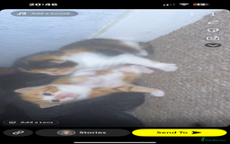 Domestic Shorthair cats for sale: Beautiful kittens - Image 4