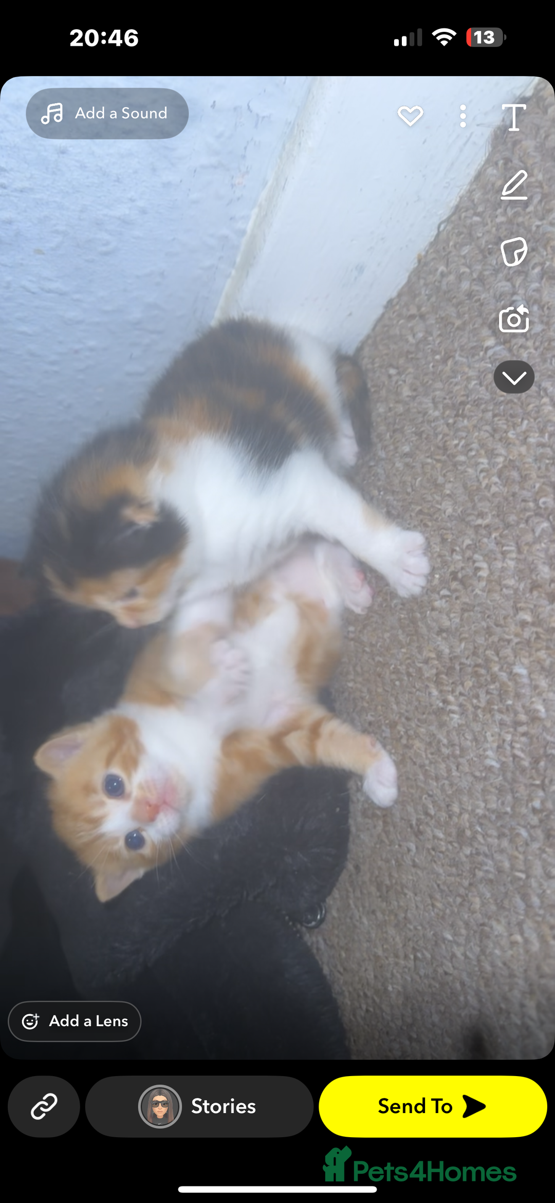 Domestic Shorthair cats for sale: Beautiful kittens - Image 4