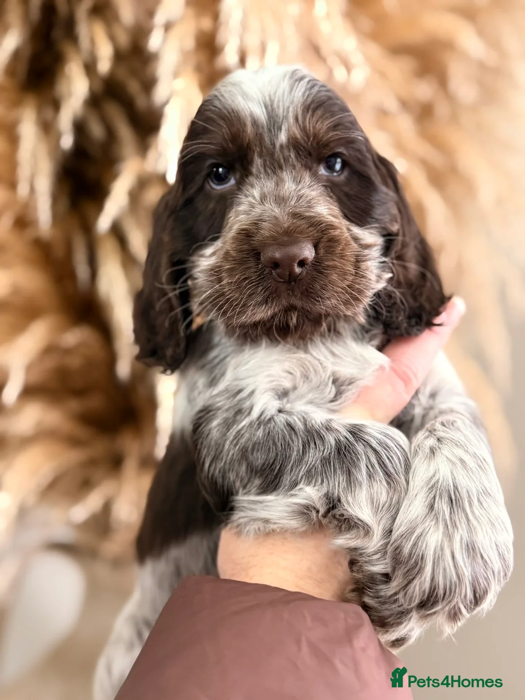 Cocker Spaniel dogs for sale: Show type cocker spaniels  - Advert 14