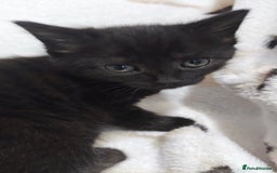 Mixed Breed cats for sale: Beautiful Tabbies and Black kittens - Image 3