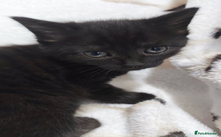 Mixed Breed cats - Advert 7