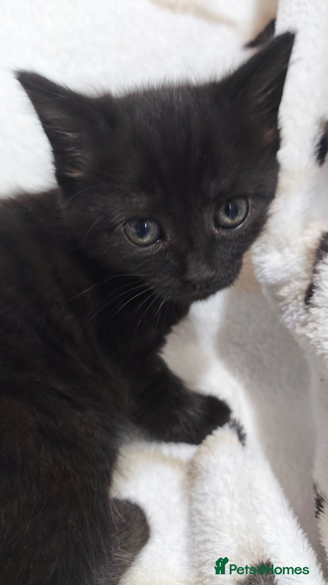 Mixed Breed cats for sale: Beautiful Tabbies and Black kittens - Image 3