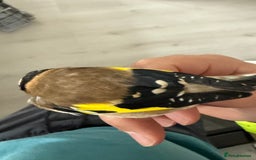 Finches birds for sale: Lovely couple of goldfinches for sale - Image 3