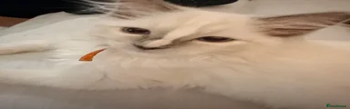 Ragdoll 4