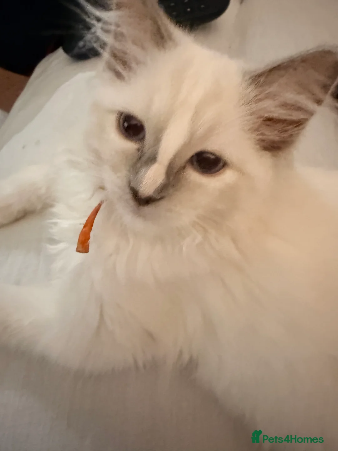 Ragdoll cats for sale: 4 ragdoll kittens ready to leave now  - Advert 13