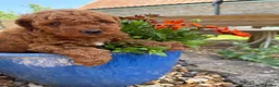 Poodle dogs for sale: Miniature homebred  red poodle pups male  - Advert 6
