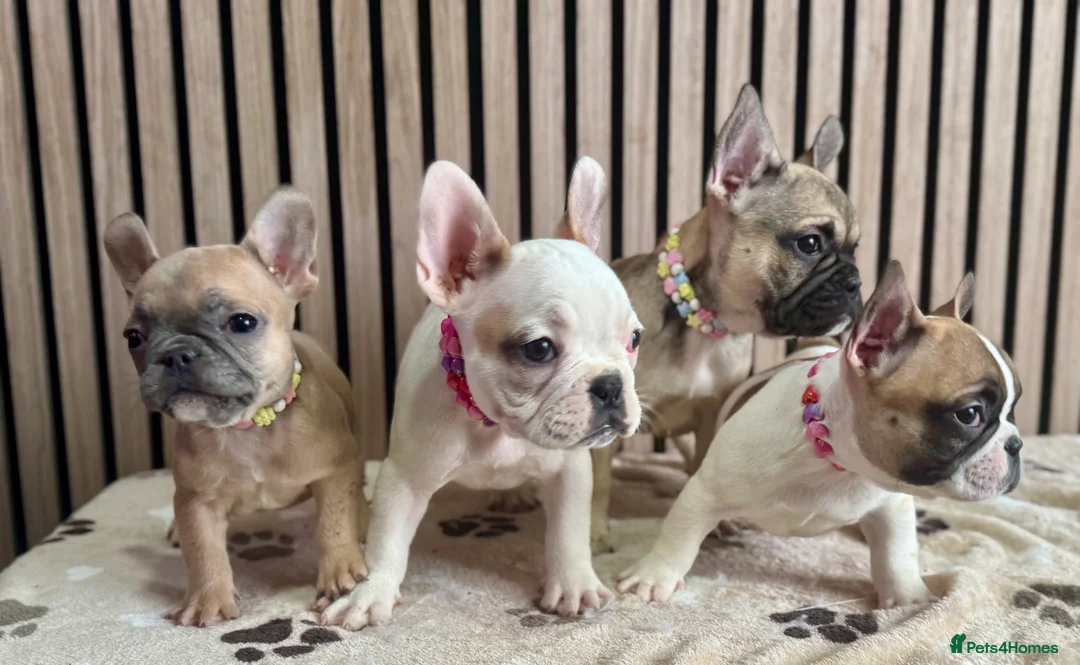 French Bulldog dogs for sale: KC REGISTERED FRENCH BULLDOG 🐶 - Advert 29