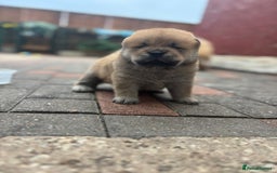 Chow Chow dogs for sale: chow chow puppies  - Image 20