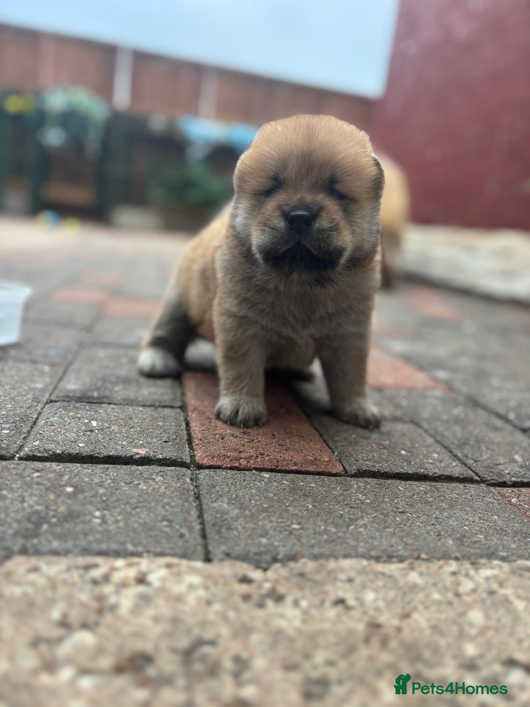 Chow Chow dogs for sale: chow chow puppies  - Image 20