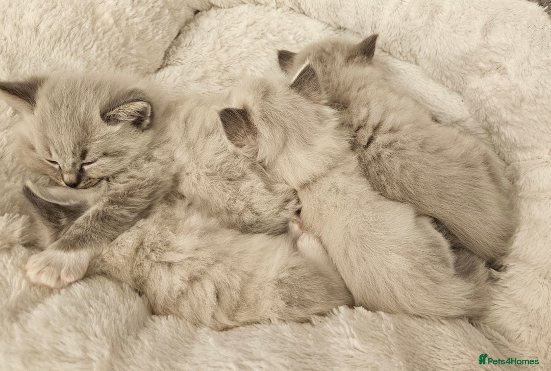 Ragdoll cats for sale: Ragdoll lynx kittens  - Advert 3