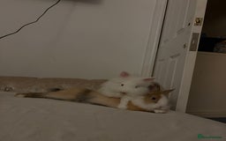 Lionhead rabbits for sale: two friendly lionhead rabbits ,includes pen ect - Image 3
