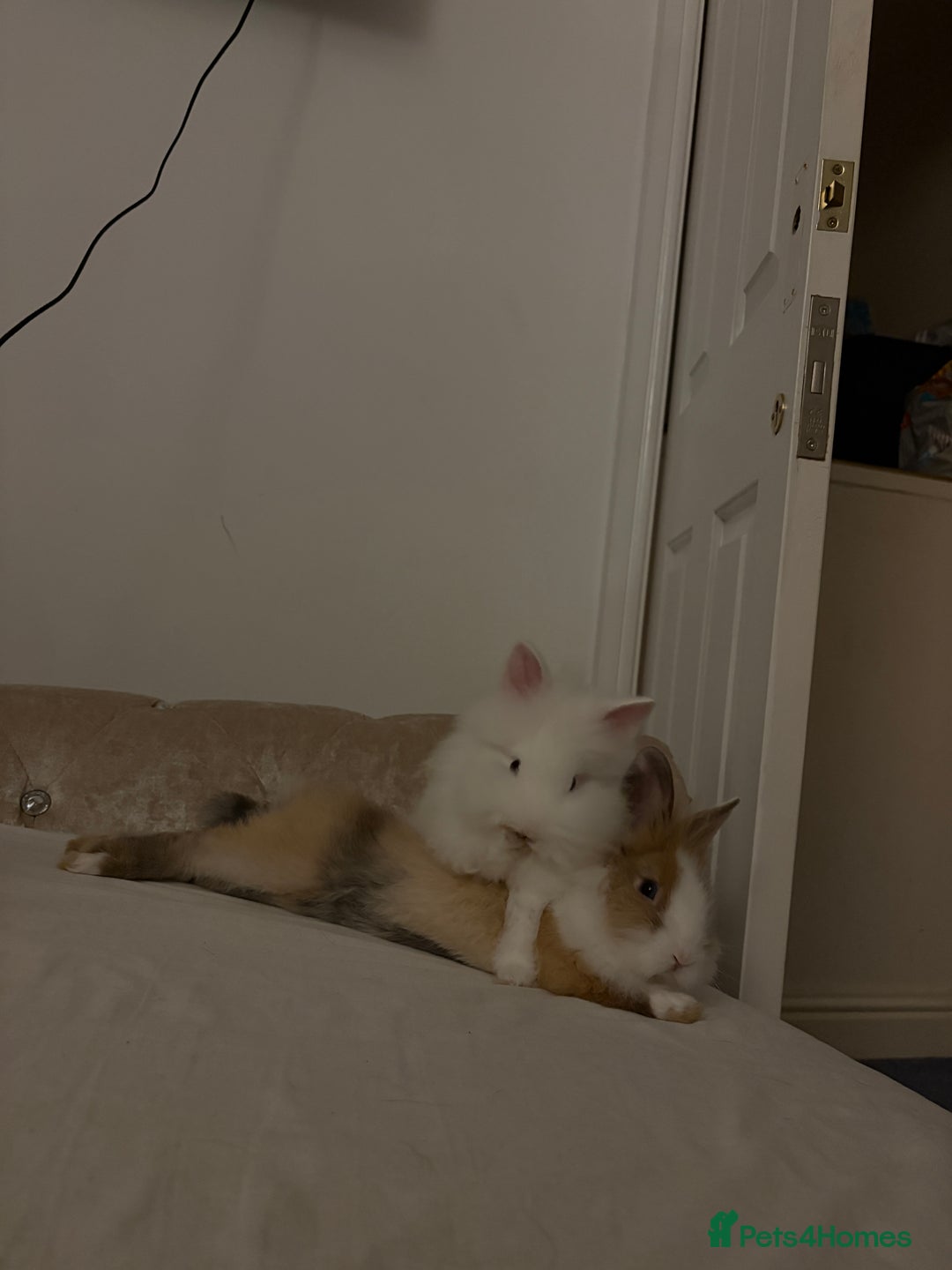 Lionhead rabbits for sale: two friendly lionhead rabbits ,includes pen ect - Image 3