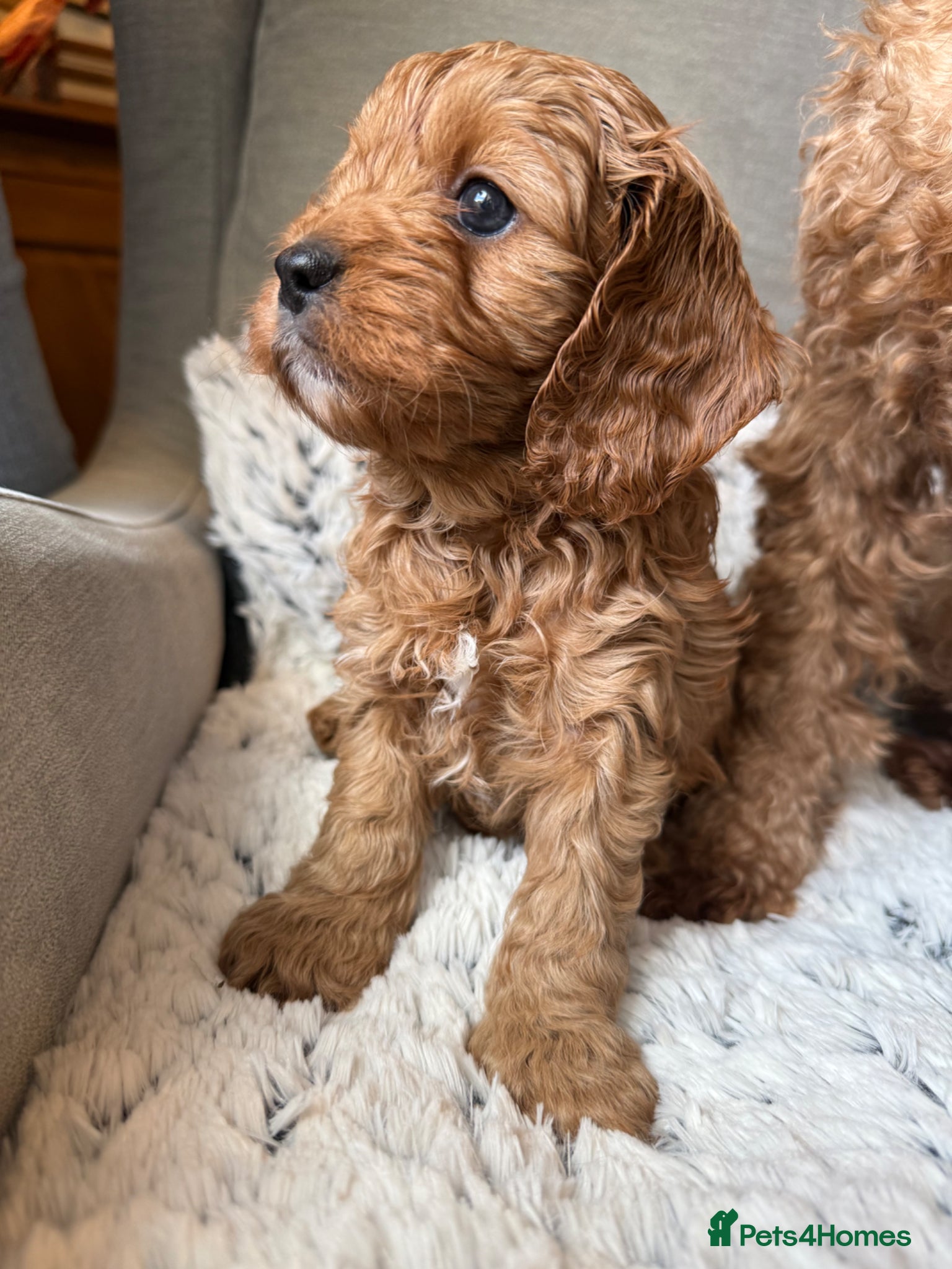 Cavapoo dogs Red Cavapoo Puppies - 5 weeks old.  - Advert 3