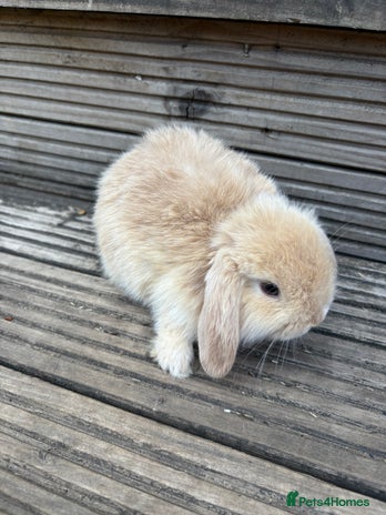 Mini Lop rabbits - Advert 3