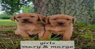 Labrador Retriever dogs - Advert 7