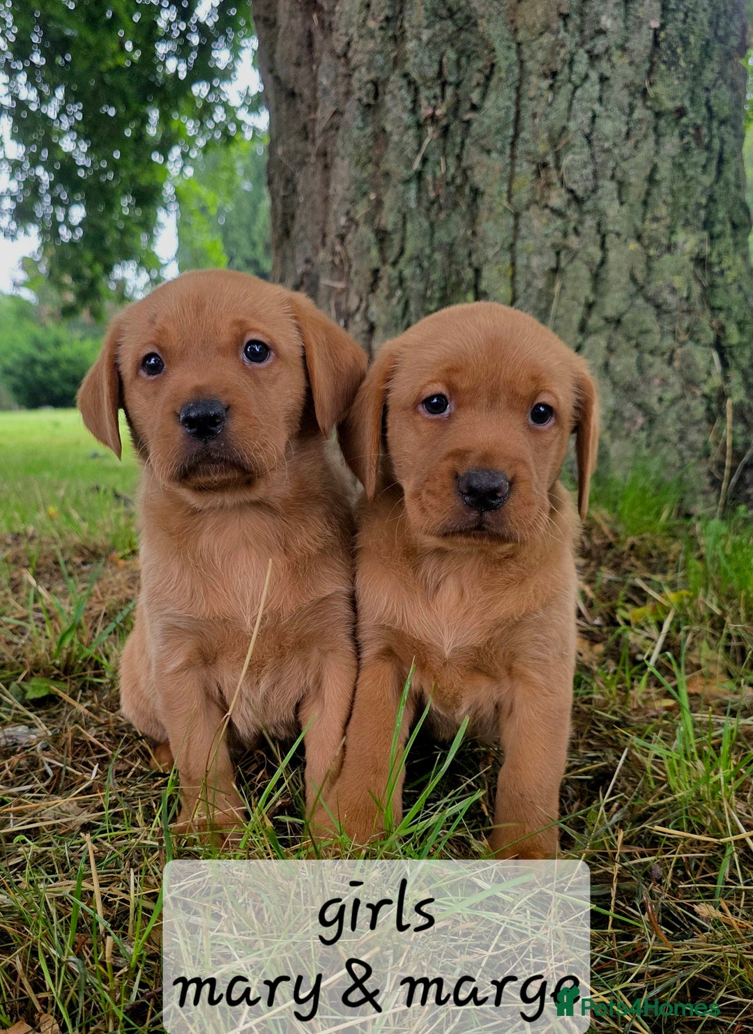 Labrador Retriever dogs for sale: Fox red labrador puppies - Image 3
