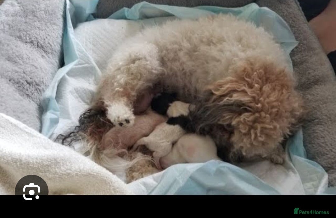 Maltipoo dogs Maltipoo puppies 💕 - Advert 3