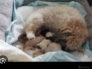 Maltipoo dogs Maltipoo puppies 💕 - Advert 7