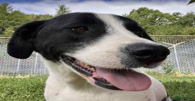 Mixed Breed dogs - Advert 1