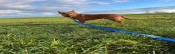 Mixed Breed dogs for adoption: Leo small with big personality  in Rotherham - Advert 5