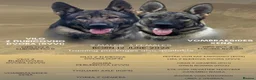German Shepherd dogs for sale: KC registered German Shepard Female - Advert 3