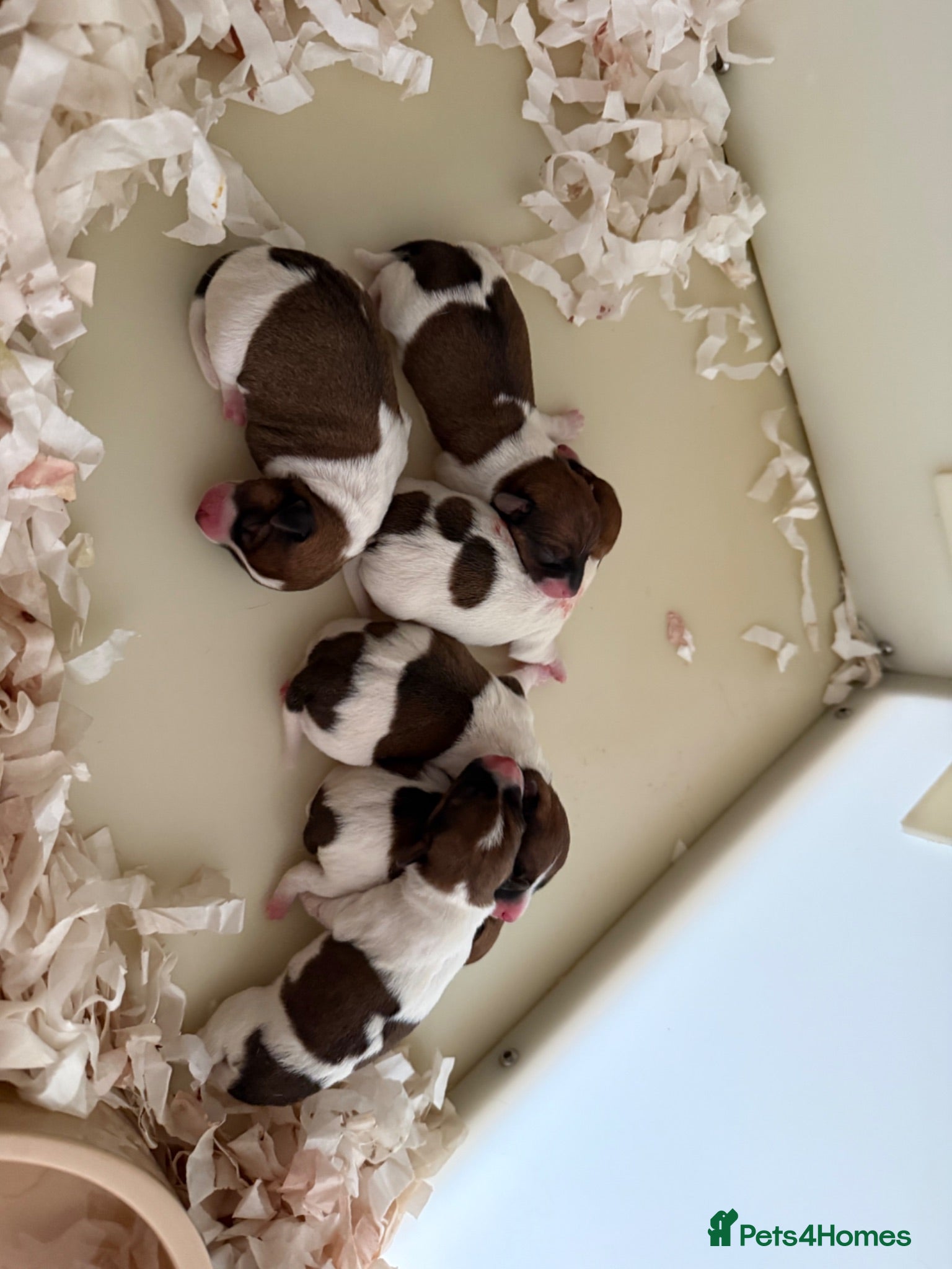 Jack Russell dogs Jack Russell puppies  - Advert 1