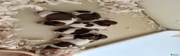 Jack Russell dogs for sale: Jack Russell puppies  - Advert 1