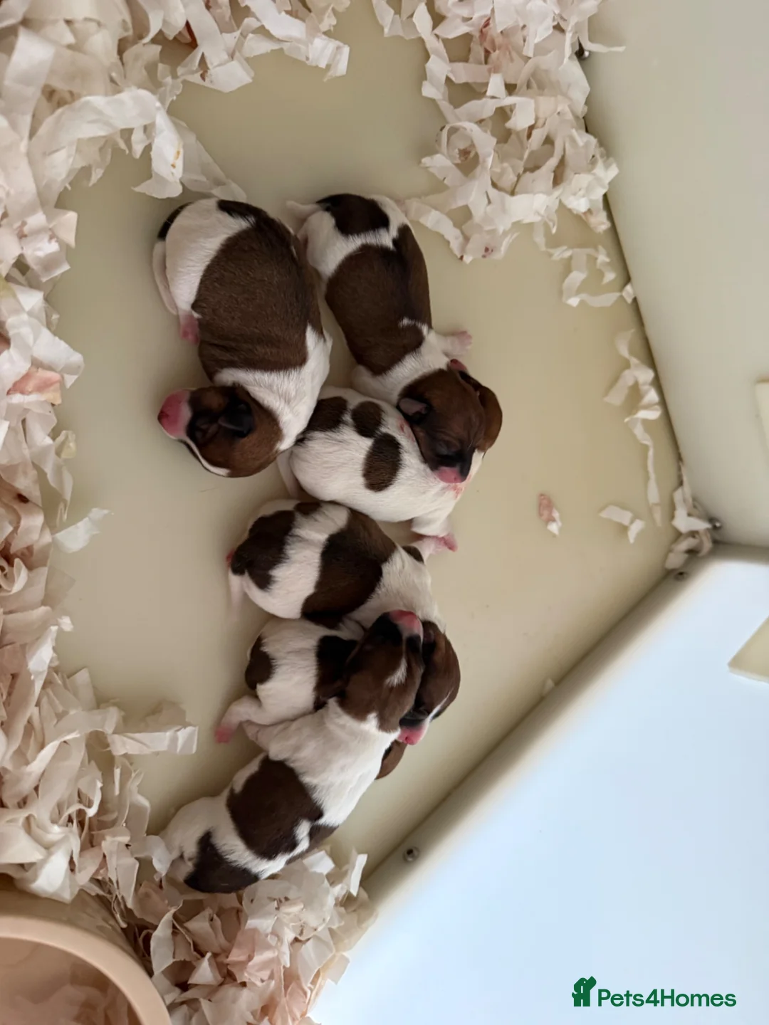 Jack Russell dogs for sale: Jack Russell puppies  - Advert 1