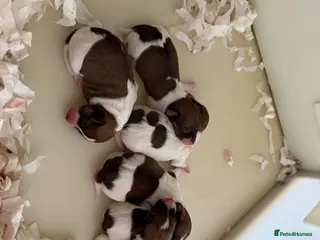 Jack Russell dogs Jack Russell puppies - Advert 1