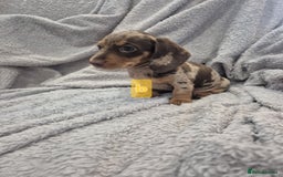 Miniature Dachshund dogs for sale: Kc dachshund babies ready next week - Image 12
