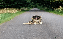 Caucasian Shepherd Dog dogs for sale: Caucasian Shepherd Dog - Image 6