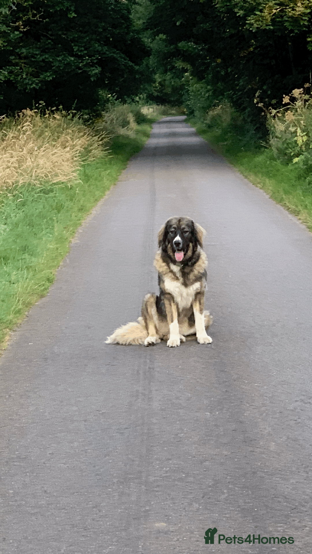 Caucasian Shepherd Dog dogs for sale: Caucasian Shepherd Dog - Image 6