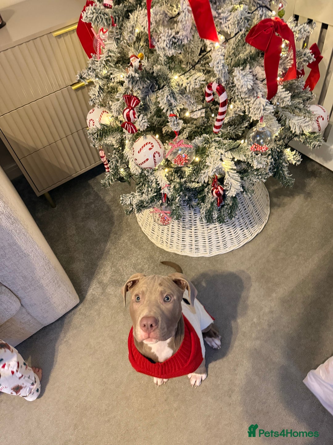 American Bully dogs for sale: Rocky- American Bully Puppy - Advert 5