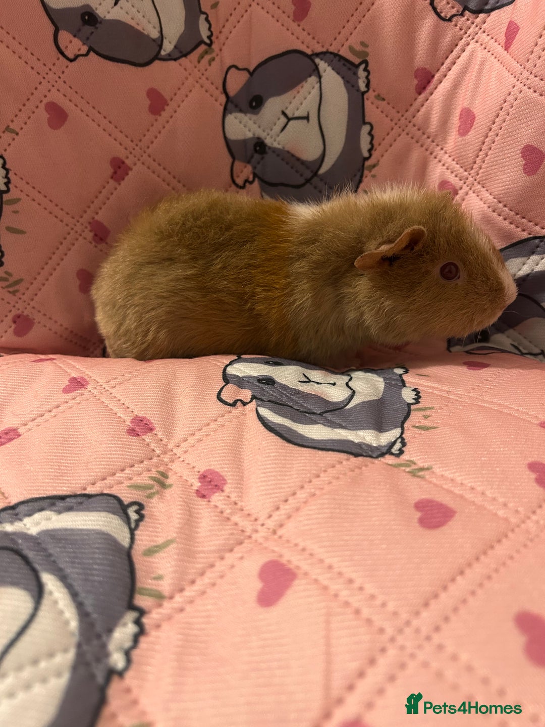 Guinea Pig rodents for sale: Lovely Teddy and Coronet baby guinea pigs  - Advert 11