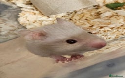 Hamster rodents for sale: Beautiful hamster babies - Image 1