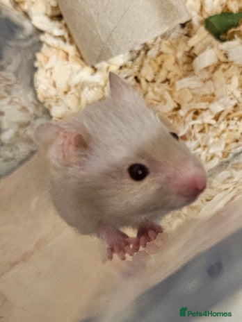 Hamster rodents - Advert 12