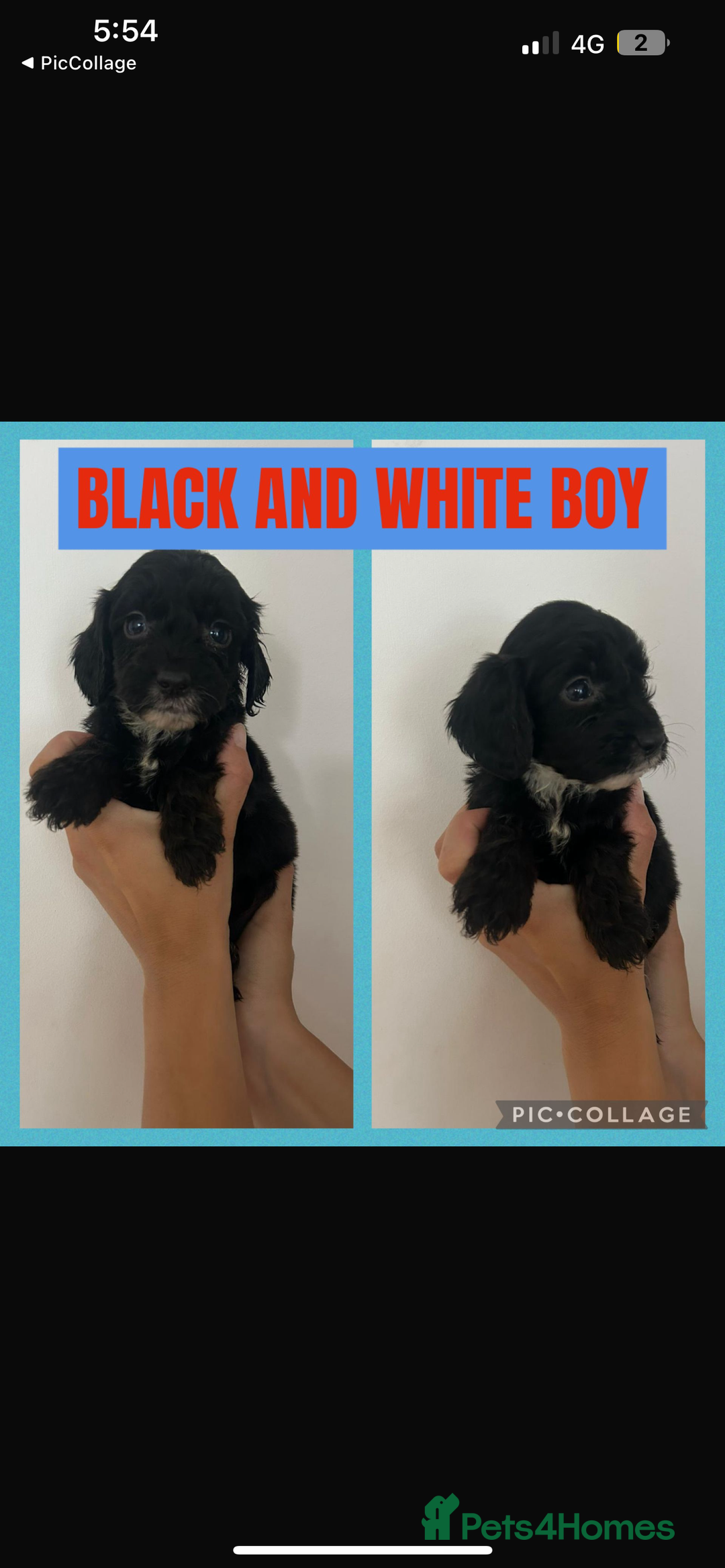 Cockapoo dogs for sale: F1 Merle Cockapoo’s - Image 4