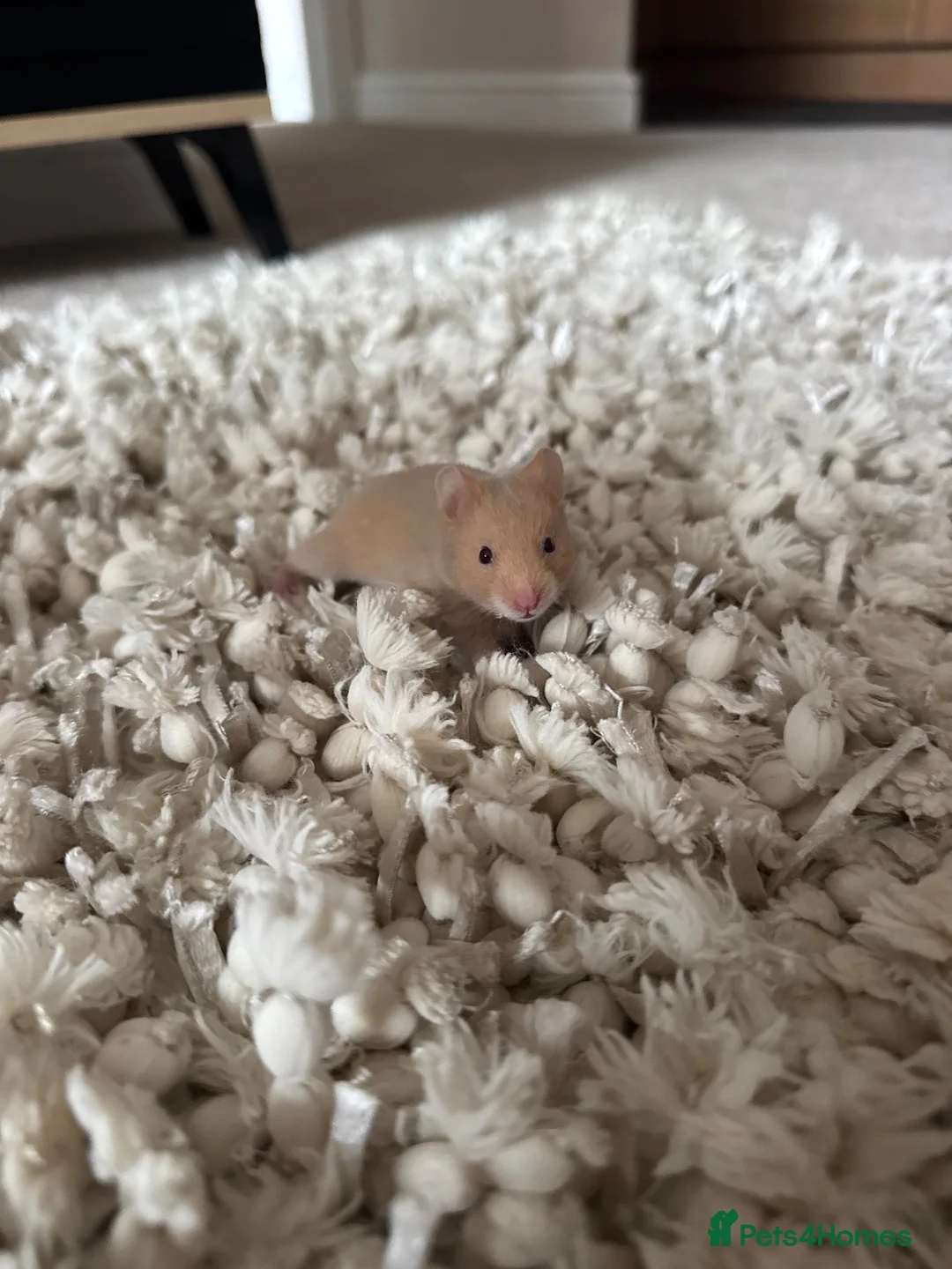 Hamster rodents for sale: Boy hamster for sale, Axel - Advert 2
