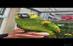 Budgerigars birds for sale: BABY BLUE FRONTED AMAZON PARROT - Image 5