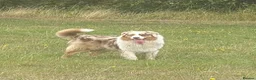 Australian Shepherd dogs for sale: Cute Australian Shepherd puppies♥️ - Advert 6