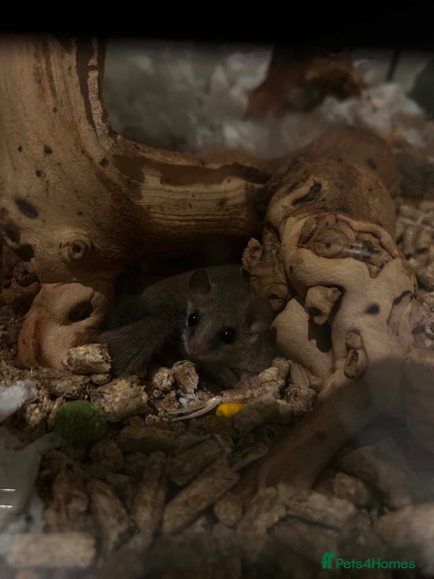 Mixed Breed rodents for sale: African Pygmy doormouse x2 - Advert 7