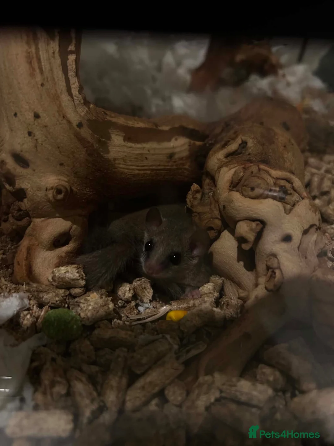 Mixed Breed rodents for sale: African Pygmy doormouse x2 - Advert 1
