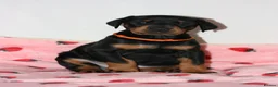Dobermann dogs for sale: Evalesco Dobermanns - Advert 22
